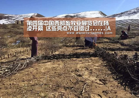 爱游戏直播